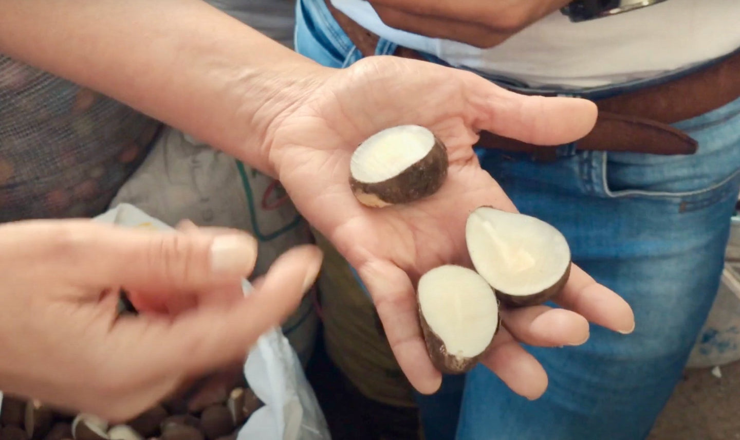 tagua seed pods in a hand